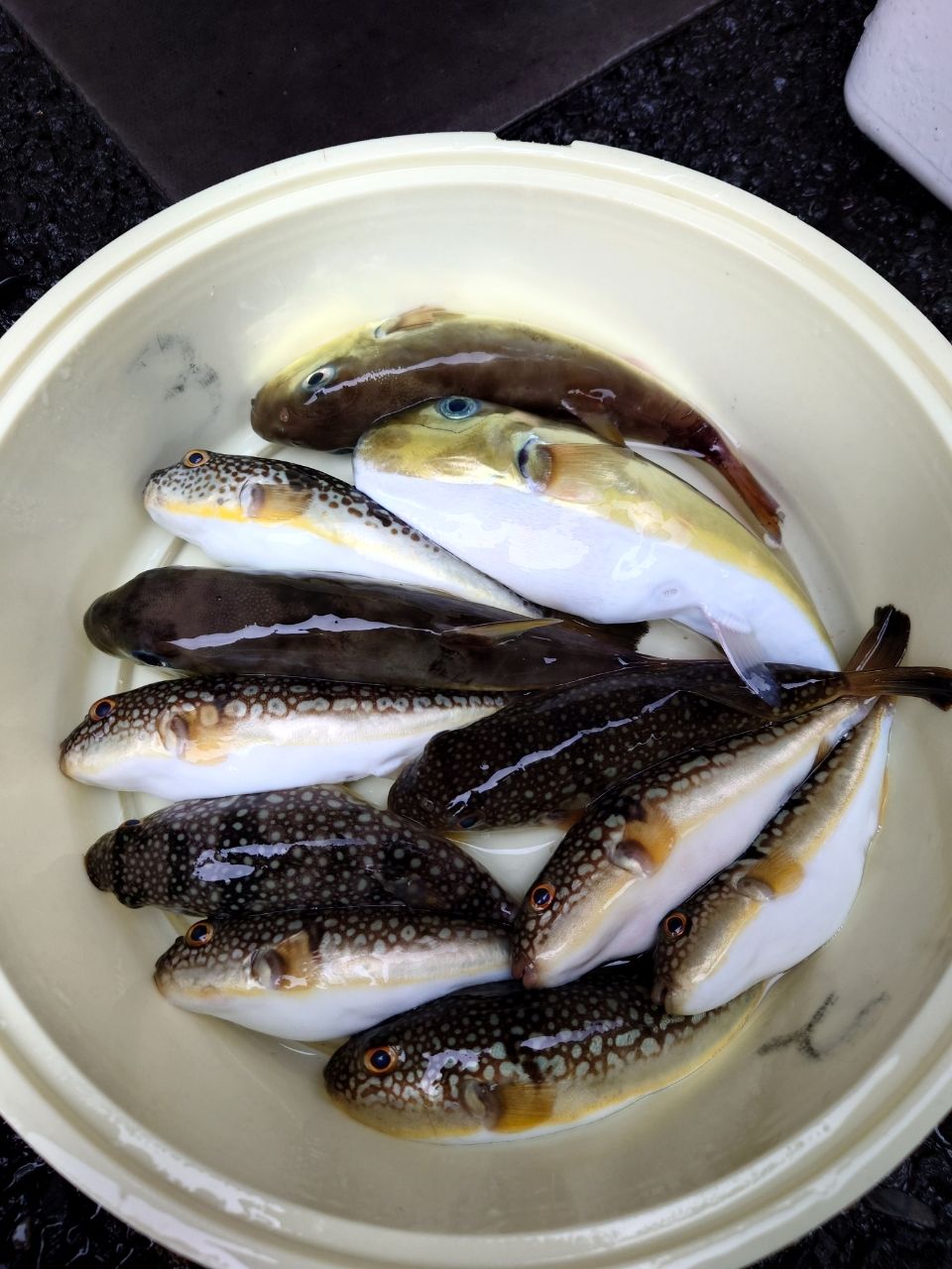 カワハギ太郎さんの釣果 2枚目の画像