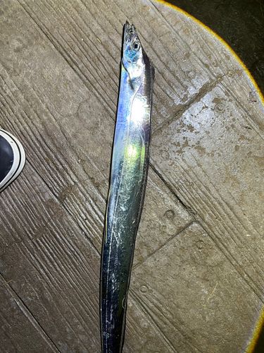 タチウオの釣果