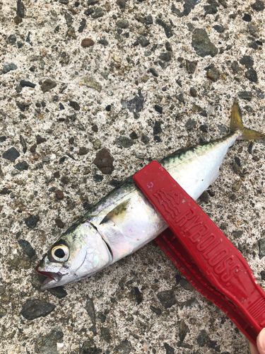 サバの釣果