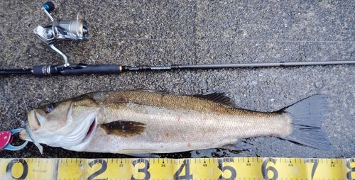 シーバスの釣果