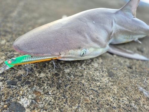 サメの釣果