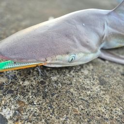 サメ