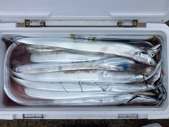 タチウオの釣果