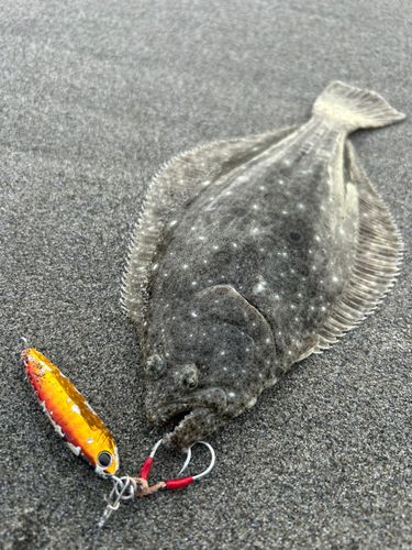 ソゲの釣果