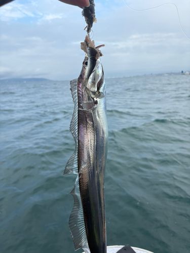 タチウオの釣果