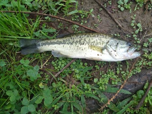 ブラックバスの釣果