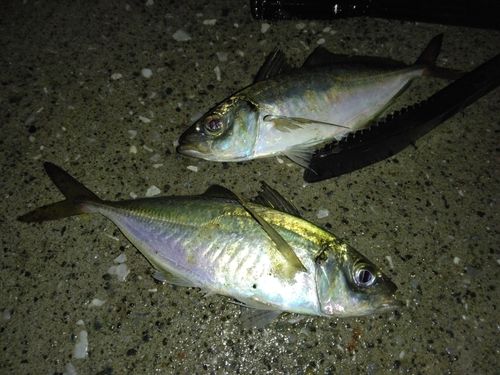 金沢水際線緑地（福浦岸壁）