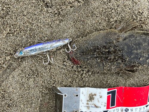 マゴチの釣果