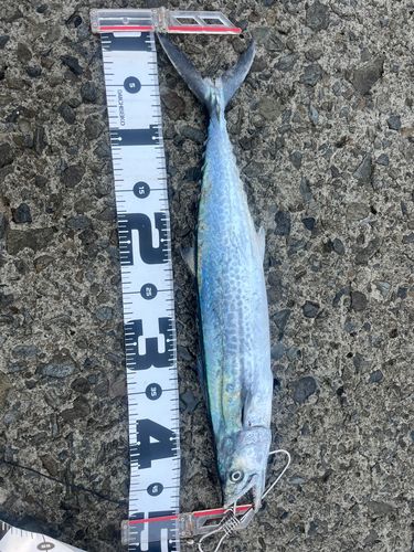 サゴシの釣果