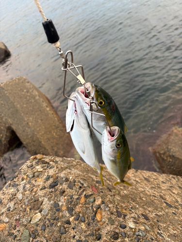 ワカシの釣果