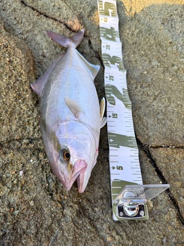 ショゴの釣果