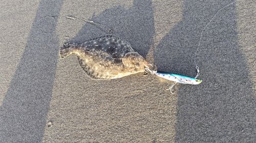 ソゲの釣果