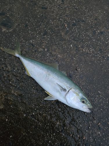 ツバスの釣果