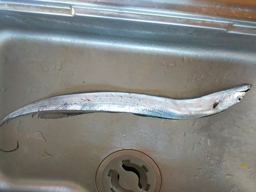 タチウオの釣果