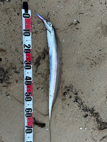 タチウオの釣果