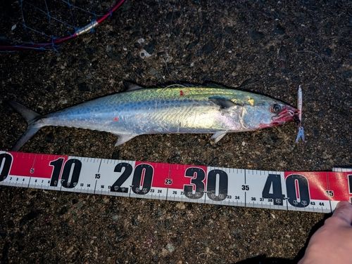 サゴシの釣果
