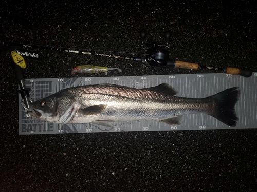 シーバスの釣果