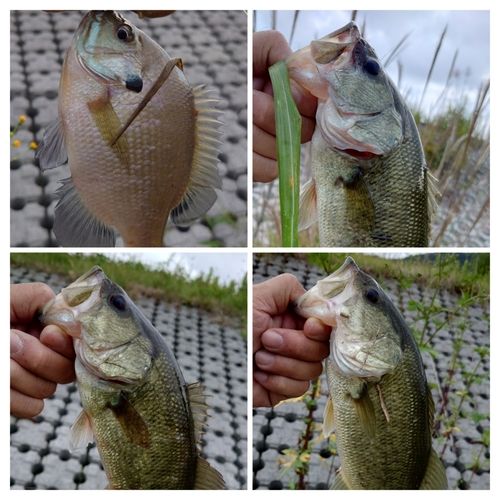 ブラックバスの釣果
