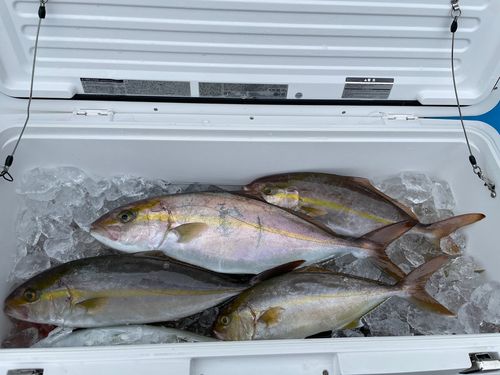 ネイリの釣果