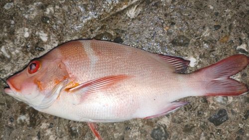 ヒメフエダイの釣果