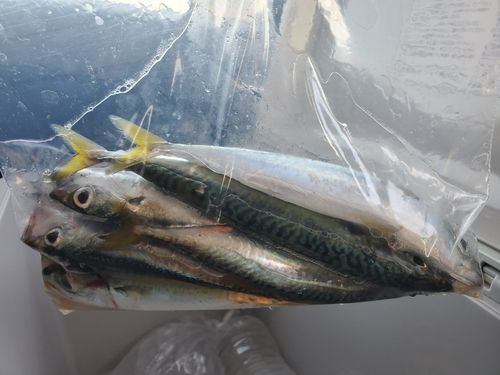 サバの釣果
