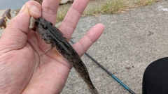 マハゼの釣果