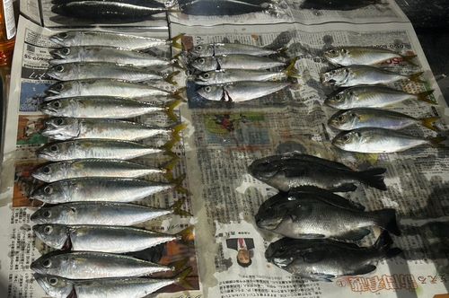 アジの釣果