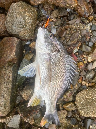 キビレの釣果