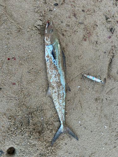 サゴシの釣果