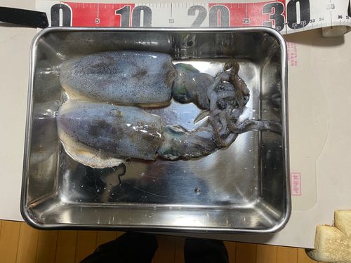 アオリイカの釣果
