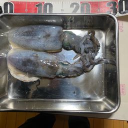 アオリイカ