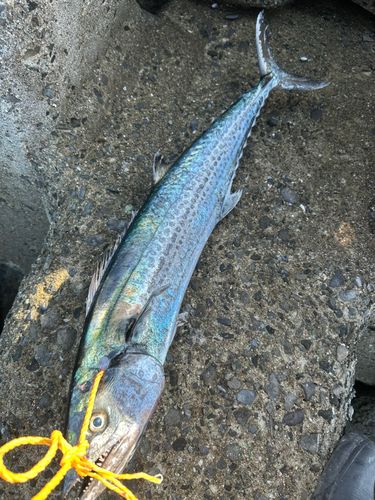 サワラの釣果