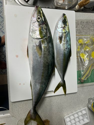 ハマチの釣果