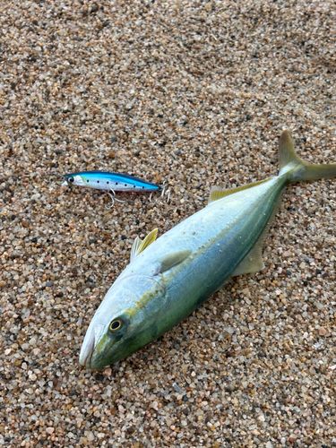 ツバスの釣果