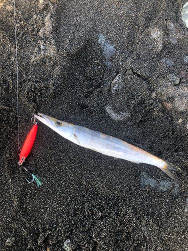 カマスの釣果