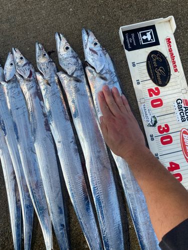 タチウオの釣果
