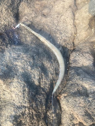 アオヤガラの釣果
