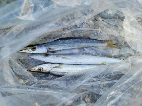 カマスの釣果