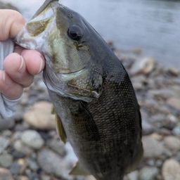 スモールマウスバス