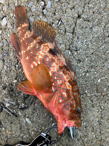 キジハタの釣果
