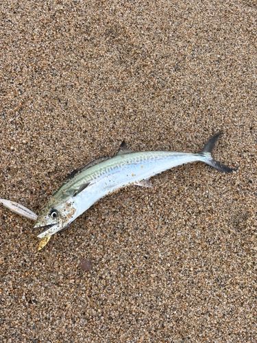 サゴシの釣果