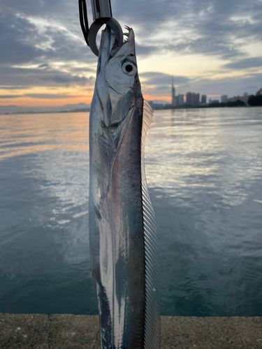 タチウオの釣果