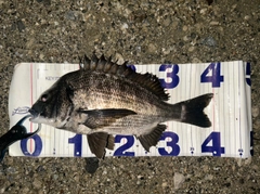 クロダイの釣果