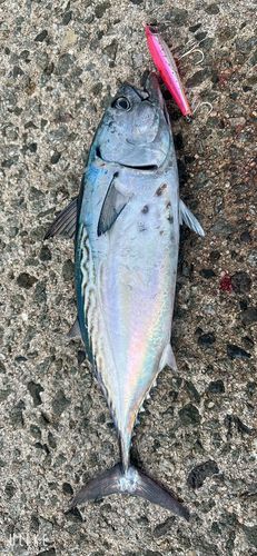 スマカツオの釣果