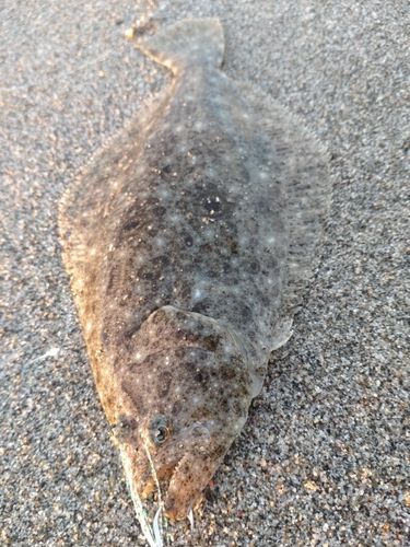 ソゲの釣果