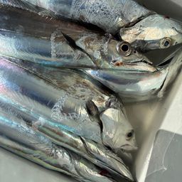 タチウオ