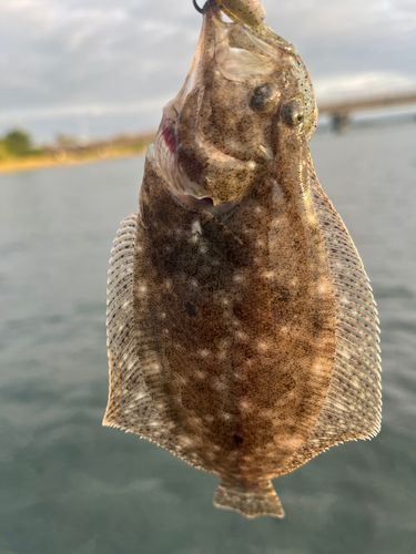 ソゲの釣果