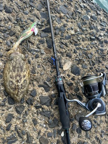 コウイカの釣果