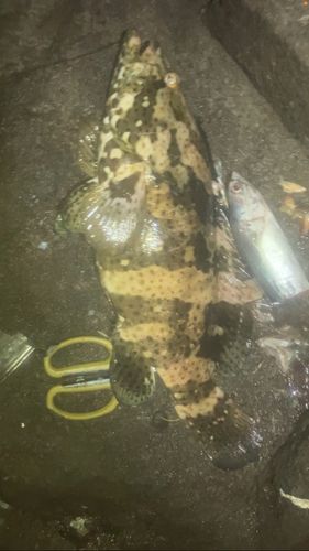 ヤイトハタの釣果