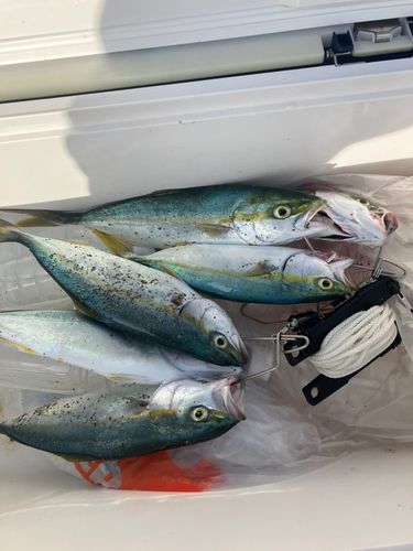 ワカシの釣果